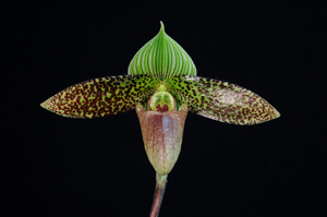 Paph. sukhakulii 'Jack'